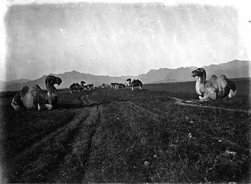 北京城外十三陵明朝之皇陵此乃石駱陀 No. 901, THE MING TOMBS.