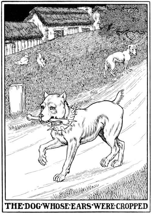The Dog whose Ears were Cropped.