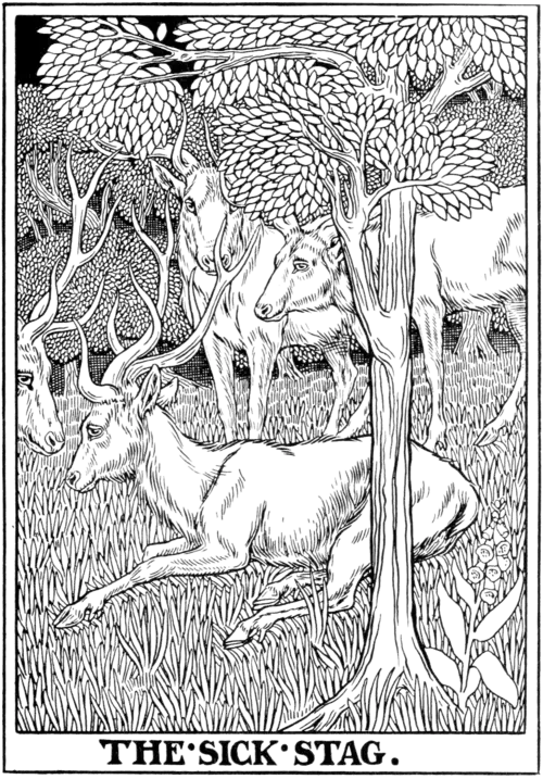 The sick Stag.