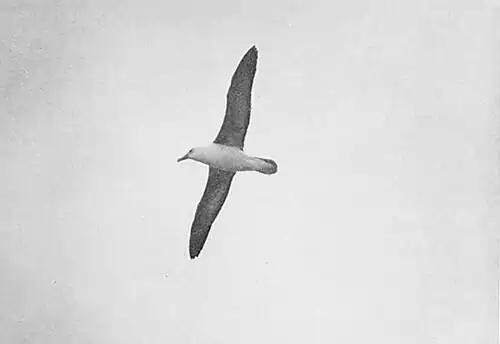 Photo of an albatross flying overhead