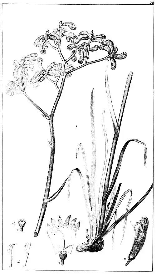 Botanical engraving of Anigozanthos rufa, a grasslike plant with flowers
