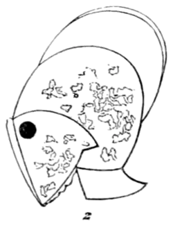 Archaeological Journal, Volume 11, 0111.png