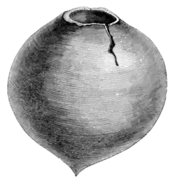 Archaeological Journal, Volume 2, 0281.png