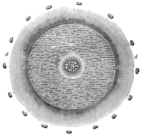 Archaeological Journal, Volume 29, 0062b.png