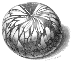 Archaeological Journal, Volume 3, 0384.png