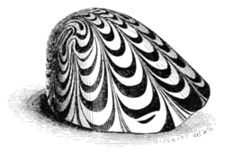 Archaeological Journal, Volume 4, 0072a.png