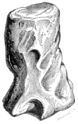 Archaeological Journal, Volume 7, 0104.png