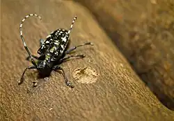 Adult Asian longhorned beetle (ALB) shown on wood, chewing an oviposition site (egg site)
