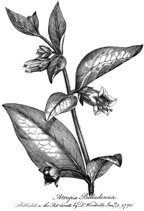 Atropa Belladonna. Published as the Act directs by Dr Woodville Janry. 1. 1790.