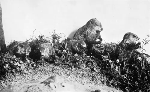 BABY WOODCHUCKS IN "CLOVER".