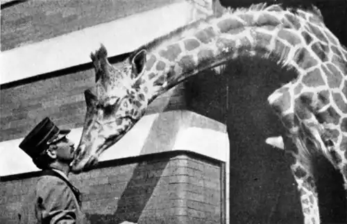 The Giraffe’s Kisses are as Real as the Giraffe.