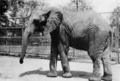 YOU CAN TELL THE AFRICAN ELEPHANT BY HIS FANLIKE EARS AND CORRUGATED TRUNK.