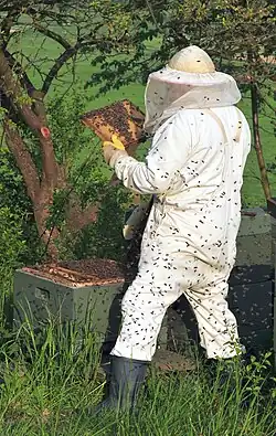 Photograph of a beekeeper working on a bee hive
