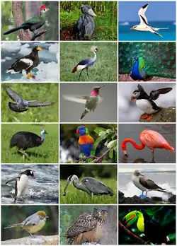 A collage of 18 photographs of different birds.