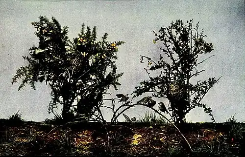 Long-tailed Tits and Nests
