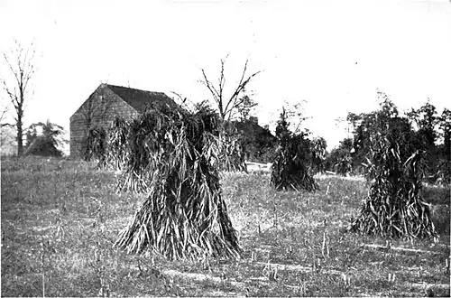 Black and white photograph of haystacks in a field, with a barn or other building in the background.