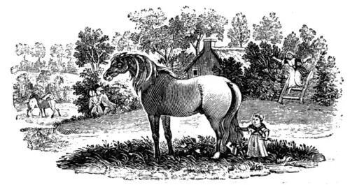 TAIL-PIECE (From 'The Quadrupeds')
