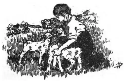 A lady in a field with three lambs.