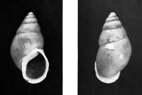 Bulimulus (Rhabdotus) fonsecanus