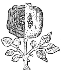 Fig. 679.—Compound Badge of Henry VIII. and Catharine of Aragon. (From the Westminster Tournament Roll.)