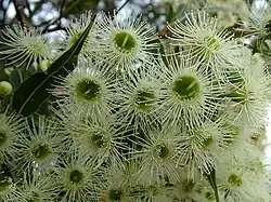 Colour photograph of several flowers, each a white "umbel" (multiple flower stalks radiating from a common point) with a green centre.