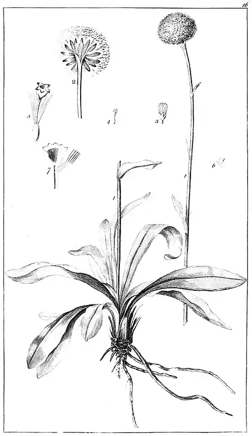 Botanical engraving of Craspedia glauca, an herb with a rosette of leaves and button-like flowers