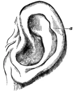 Human ear