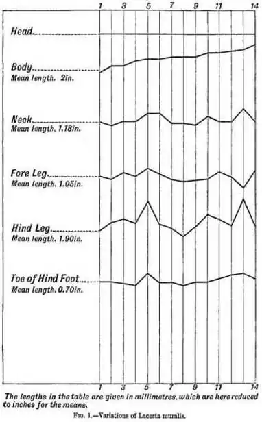 Fig 1 - Variations of Lacerta muralis