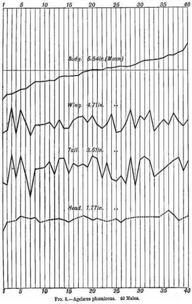 Fig 5 - Alelæus phœniccus. 40 Males.