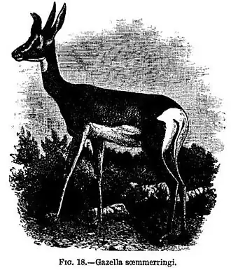 FIG. 18.—Gazella soemmerringi.