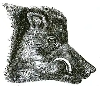 Head of Common wild boar, in prime of life.