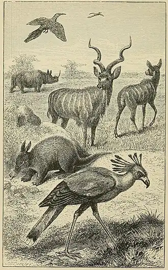 CHARACTERISTIC ANIMALS OF EAST AFRICA.