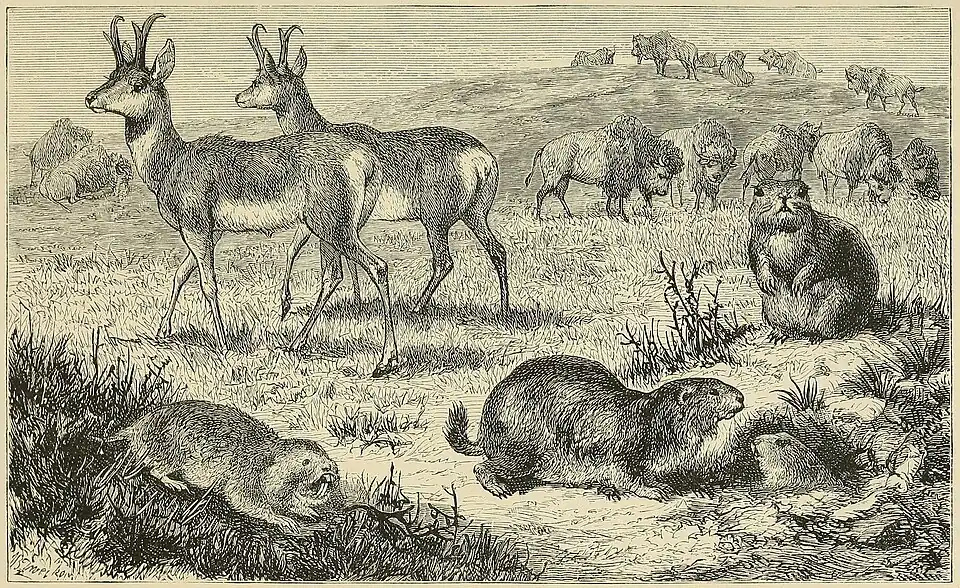 THE AMERICAN PRAIRIES, WITH CHARACTERISTIC MAMMALIA.