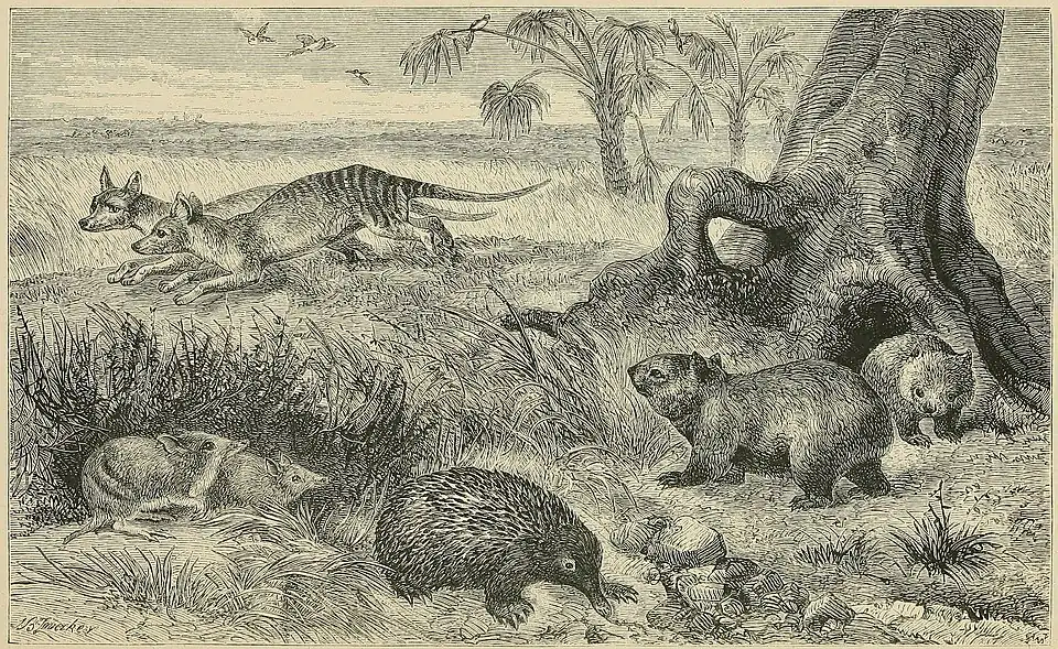 A SCENE IN TASMANIA, WITH CHARACTERISTIC MAMMALIA.