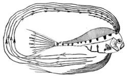 Fig. 2.—Young Trachypterus.