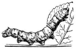 Fig. 3—Larva of Bombyx mori.