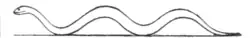 Fig. 2.—Diagram of Conventional Idea of a Snake's Locomotion.