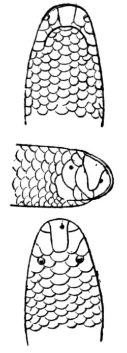 Fig. 6.—Three Views of Head of Typhlops braminus (India) magnified.