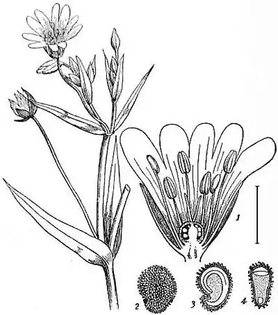 EB1911 Caryophyllaceae Fig. 1.—Stitchwort (Stellaria Holostea).jpg
