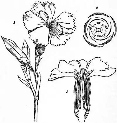 EB1911 Caryophyllaceae Fig. 2. Flowering shoot of Pink (Dianthus).jpg