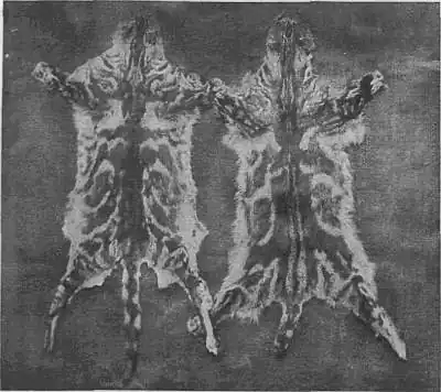 EB1911 Cat - Fig. 1.—SKINS OF THE BLOTCHED DOMESTIC CAT.jpg
