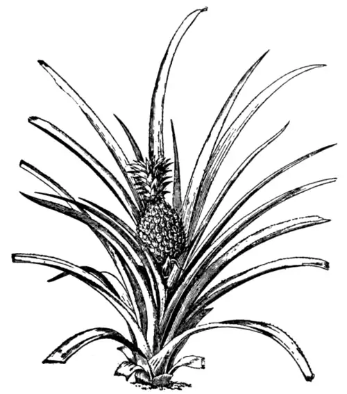 Pine-apple (Ananas sativus) much reduced.