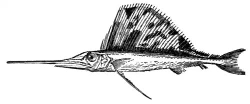 Swordfish (Histiophorus pulchellus).