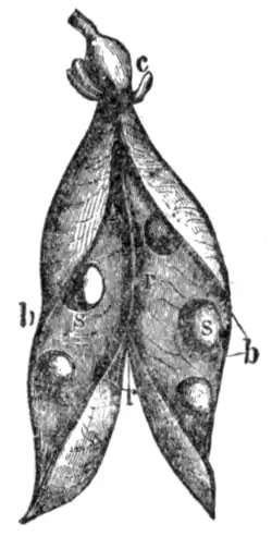 The Pod (legume) of the Pea.