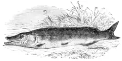 Fig. 28.—The Pike.