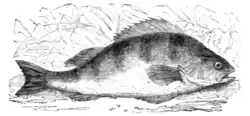 Fig. 29.—The Perch.
