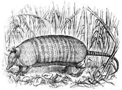 The Peba (Tatusia Peba, Owen).