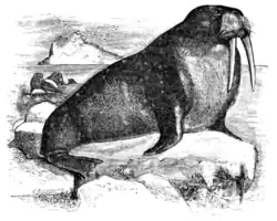 Walrus.