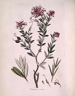 Colour drawing of a plant with small, almond-shaped leaves and a cluster of thin, curled, pink petals