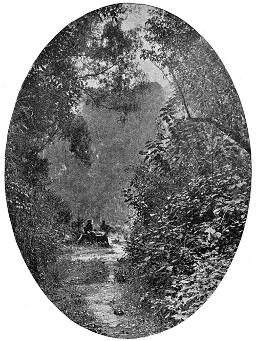 Trail going off into native forest